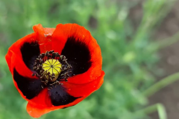 انواع گل شقایق